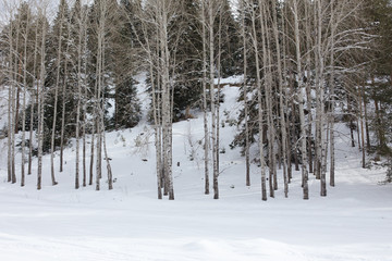 Landscape coniferous forest at the ski slope in the mountains.