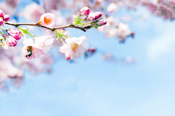 Naklejka premium kirschbaumblüte im frühling