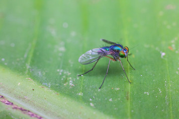 Close up view of real green long legged fly for insects macro photography commercial