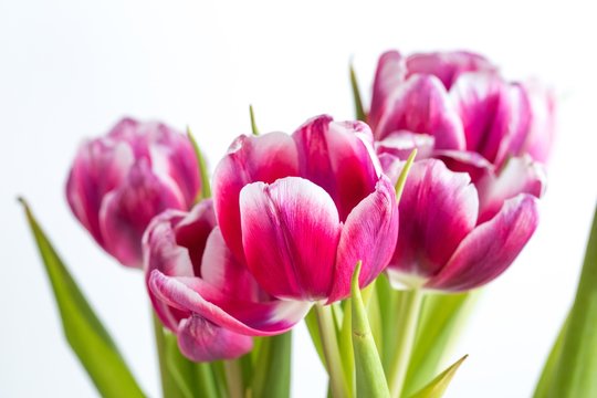 Beautiful two colored tulips close up on white background