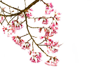 Pink Cherry blossom or sakura flowers