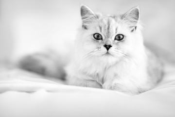 Fototapeta premium kitty cat laying in the bed