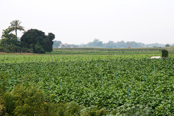 Fototapeta na wymiar tobacco farm