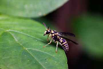 Close up view of real yellow hornet on a green leaf for insects macro photography commercial