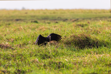 African birds
