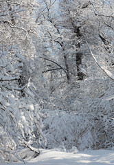 background of snowy tree branches