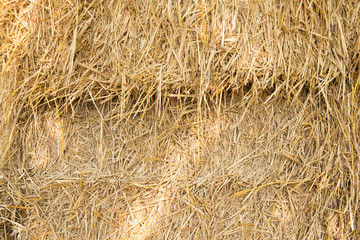 Hay