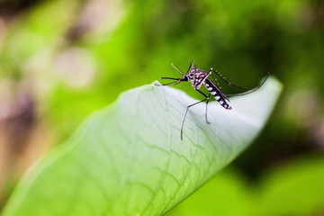 Close up view of real mosquito indicating dangerous of Aedes, Malaria and Zika disease