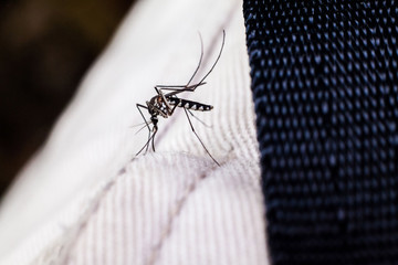 Close up view of real mosquito indicating dangerous of Aedes, Malaria and Zika disease