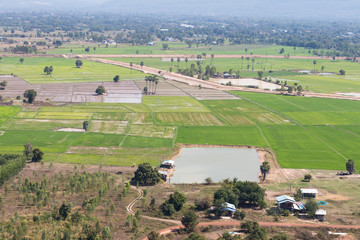 Above green rice plants residential.