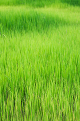  Paddy Rice
