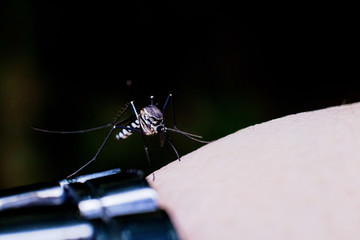 Close up view of real mosquito indicating dangerous of Aedes, Malaria and Zika disease
