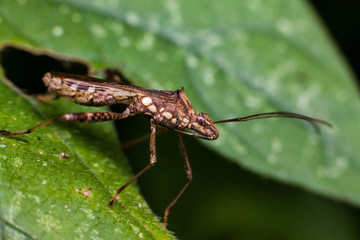 Close up view of real marmorated stink bug or known as Halyomorpha halys for insects macro photography commercial