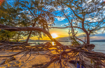  The sun shines through the pine tree the roots of the pine sea erosion pine tree falling down to the sea near shipwrecks sunk in the sea