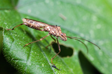Close up view of real marmorated stink bug or known as Halyomorpha halys for insects macro photography commercial