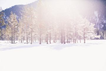 Sunrise passes through the coniferous forest at dawn.