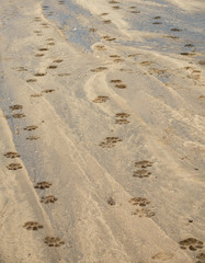 Leopard pawprints over Kidepo river in Uganda