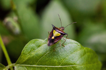 Close up view of real marmorated stink bug or known as Halyomorpha halys for insects macro photography commercial