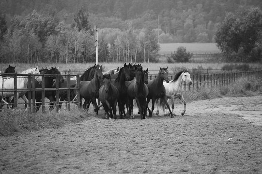 Monochrome image of horses on the nature. Black and white background photo