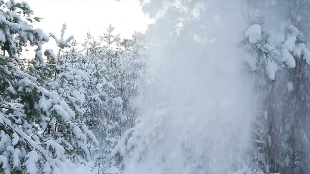 snow winter trees. slow motion. winter background. romantic wonderland. beautiful environment. snow avalanche