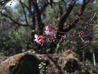beautiful wild himalayan cherry tree