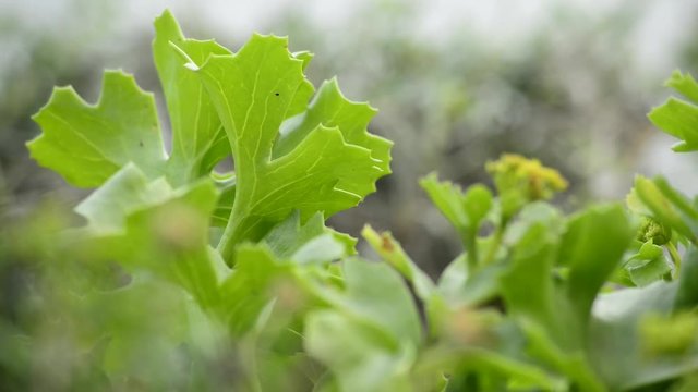 Nymphendolde, Astydamia,latifolia, Heilpflanze und Salat Teneriffas