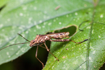 Close up view of real marmorated stink bug or known as Halyomorpha halys for insects macro photography commercial