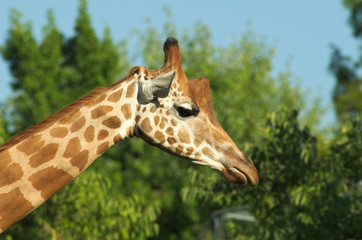 Close-up of the head of a giraffe (Giraffe camelopardialis) with green leaves on the background
