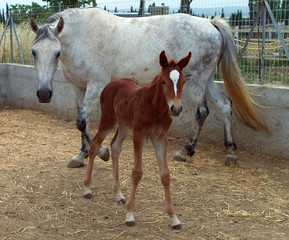 Fototapeta premium Cheval et son poulain