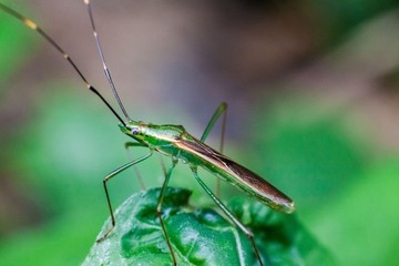 Close up view of real marmorated stink bug or known as Halyomorpha halys for insects macro photography commercial
