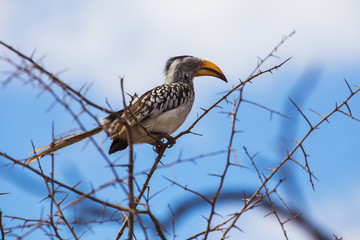 Fototapeta premium Eastern yellow-billed hornbill 