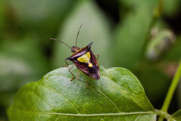 Close up view of real marmorated stink bug or known as Halyomorpha halys for insects macro photography commercial