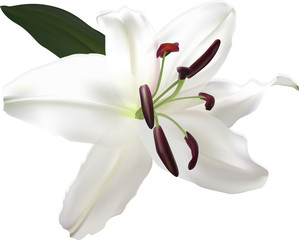 one isolated white lily bloom
