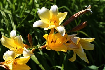 liliowiec ogrodowy