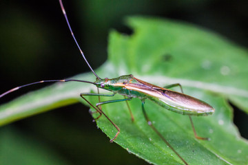 Close up view of real marmorated stink bug or known as Halyomorpha halys for insects macro photography commercial