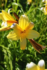 Liliowiec ogrodowy