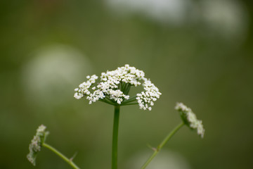 Close up of wild flower Pimpinella saxifraga.