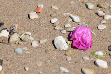 Sere rose on the beach