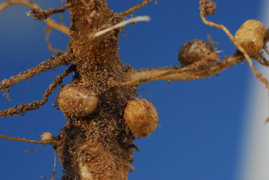 raices de soja con nodulos o nodos