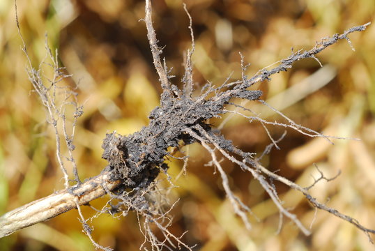 raices de soja con nodulos o nodos