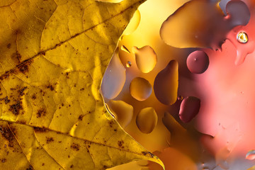 Plakat Autumn background with leaves and water drops