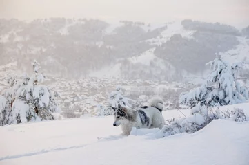 Foto op Aluminium Hunting husky dog walking in snow at winter field on top of mountain on the background of taiga forest and hills © nighttman