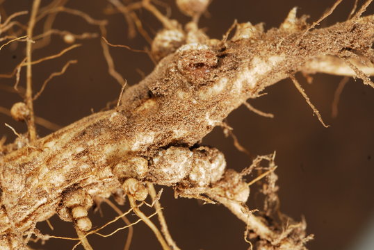 raices de soja con nodulos o nodos