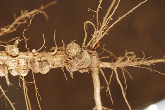 raices de soja con nodulos o nodos