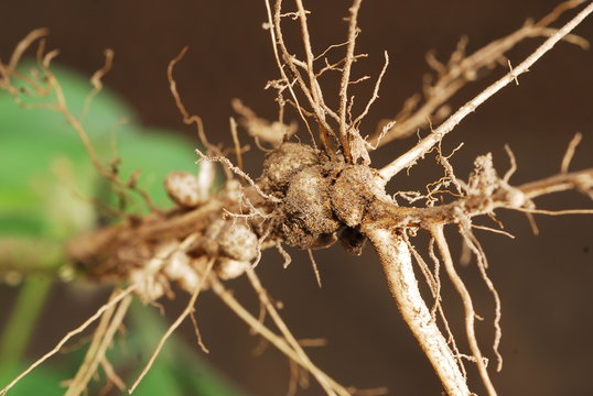 raices de soja con nodulos o nodos
