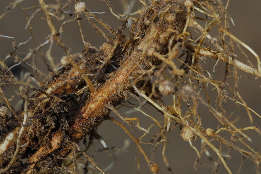 raices de soja con nodulos o nodos