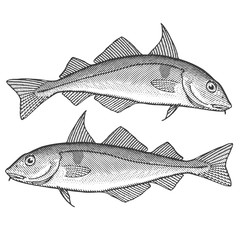 Haddock Fisk