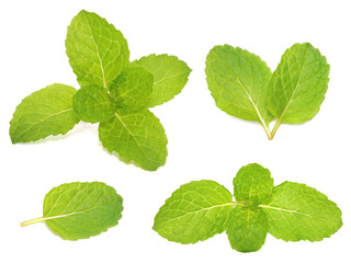 Fresh peppermint isolated on white background.