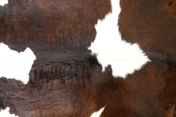 Cow fur (skin) background or texture