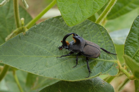 escarabajo torito en hoja de soja